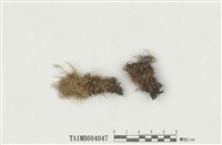 藏品(黃葉細濕苔)的圖片